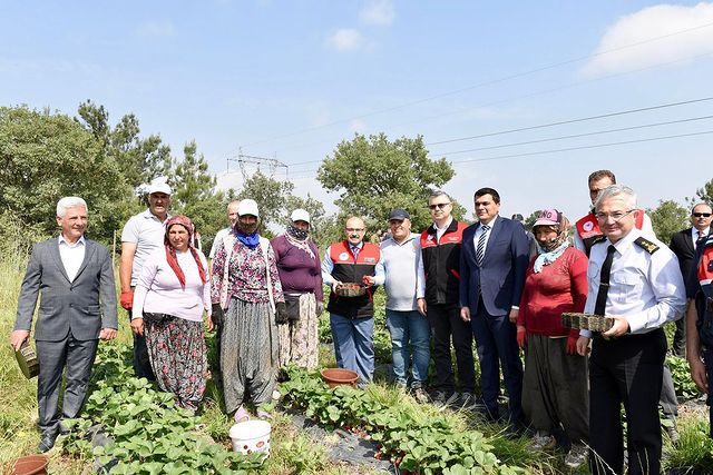 Balıkesir’de Çilek Hasadı Tüm Hızıyla Devam Ediyor
