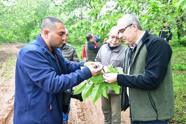 Balıkesir’de Biyolojik Mücadele: Kestane Ormanları Zararlılardan Korunuyor