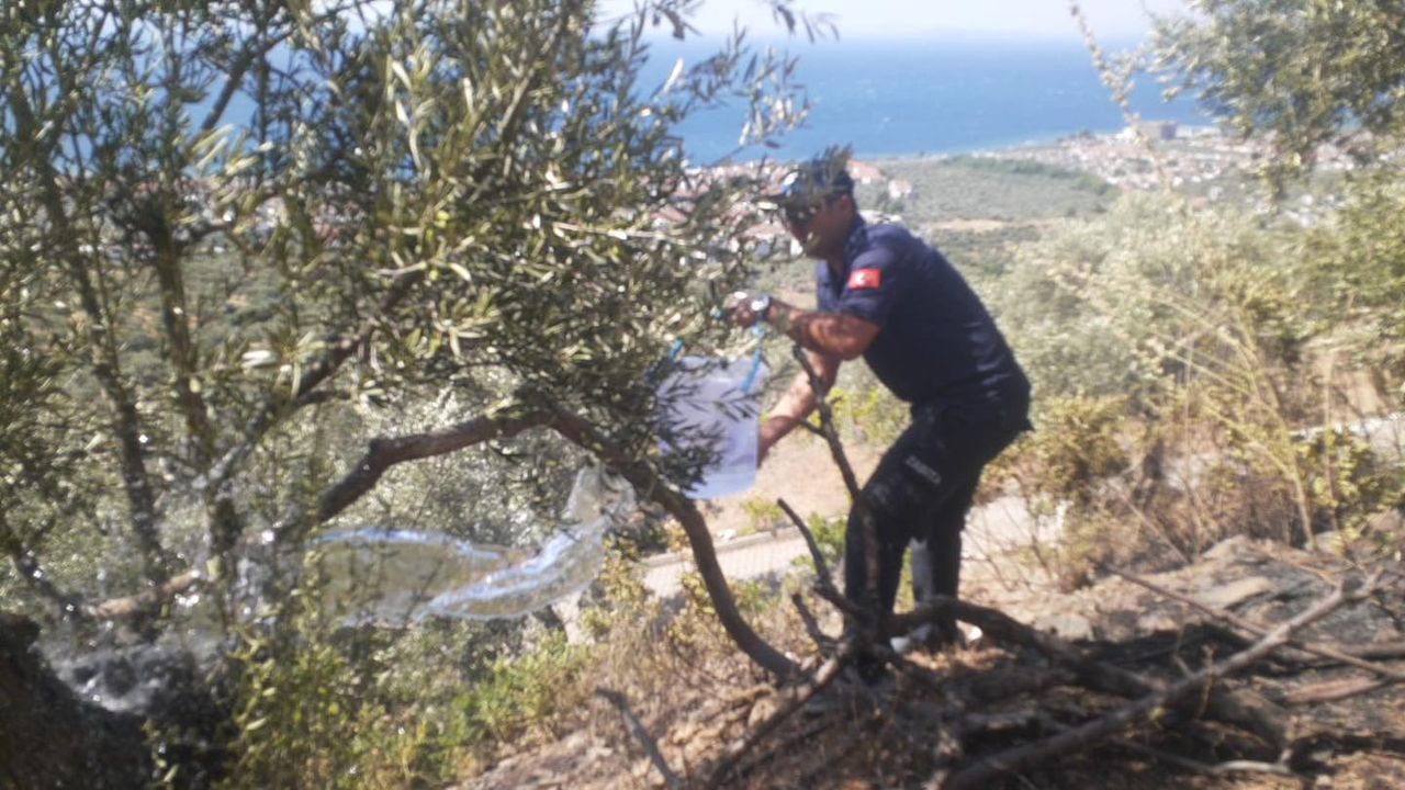 Zeytinlik ve Ormanlık Alandaki Yangın Zabıta ve İtfaiye İşbirliğiyle Söndürüldü