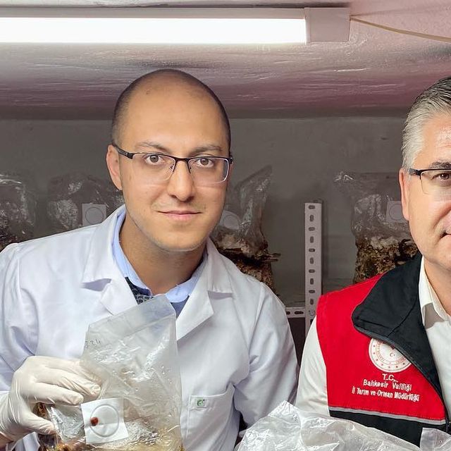 Balıkesir Tarımında “Ölümsüzlük Mantarı” Reishi Hasat Edildi