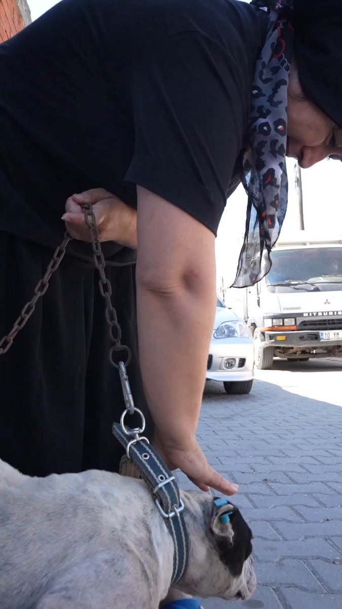Balıkesir Büyükşehir Belediyesi Sokak Hayvanları İçin Seferberlik Başlattı