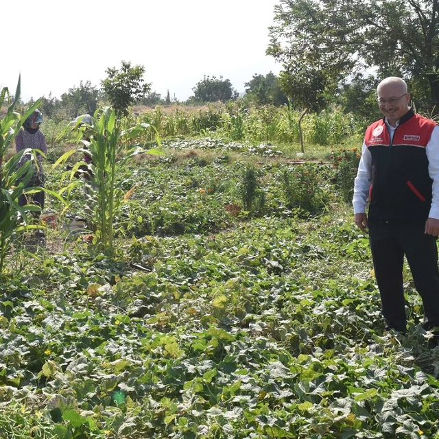 Kornişon Hasadı Sındırgı’dan Avrupa Yolunda