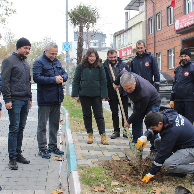Susurluk’ta Yeni Zeytin Fidanları Ekildi