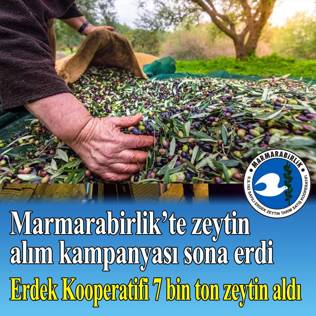 Erdek’te Zeytin Alım Sezonu Sona Erdi
