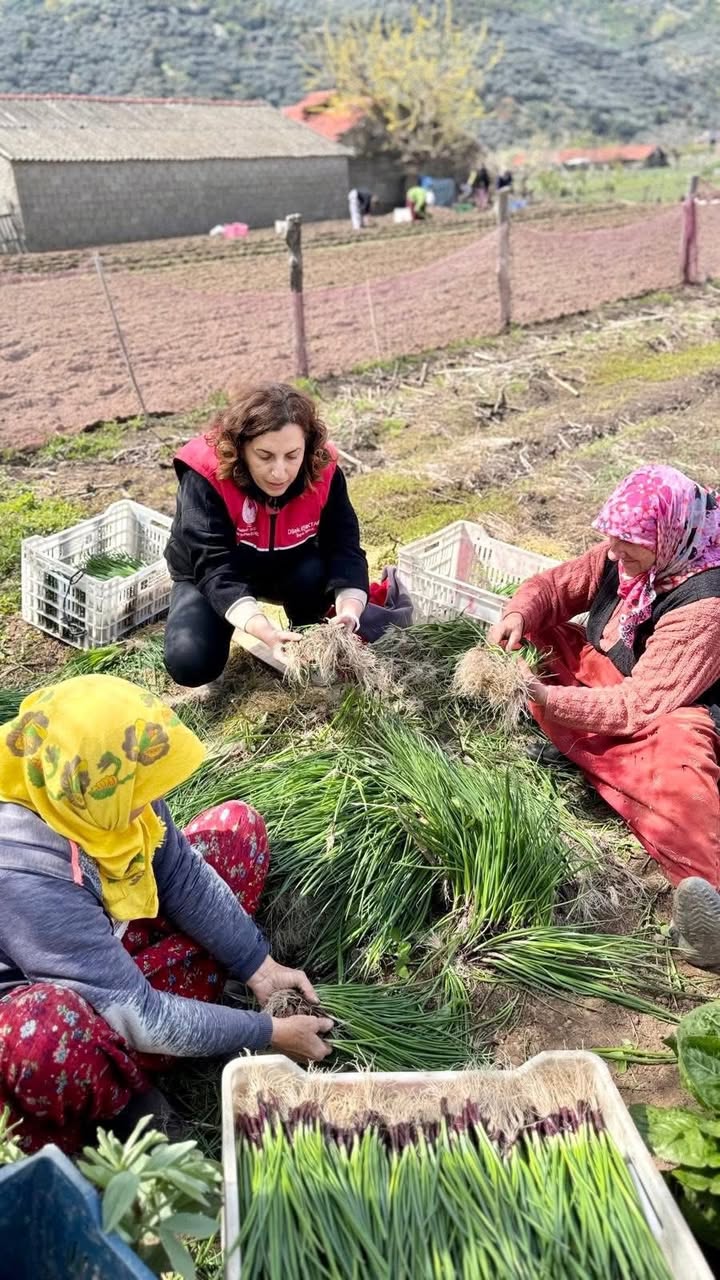 Erdek’te Coğrafi İşaretli Kapıdağ Mor Soğanı Dikim Sezonu Başladı