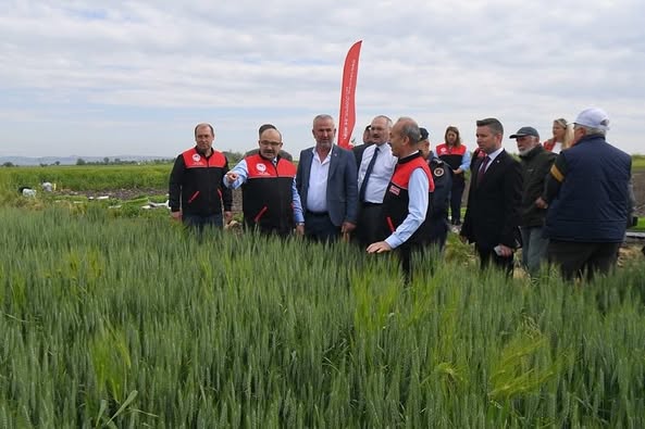 Balıkesir Altıeylül’de Buğday Tarlalarında Vali İncelemesi
