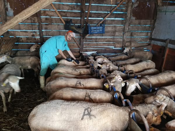 Gönen’de Küçükbaş Hayvanlara Aşı ve Tanımlama Uygulaması Başladı