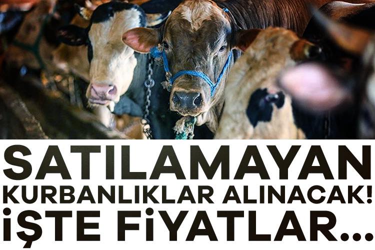Satılamayan Kurbanlıklar Et ve Süt Kurumu Tarafından Alınacak: İşte Fiyatlar