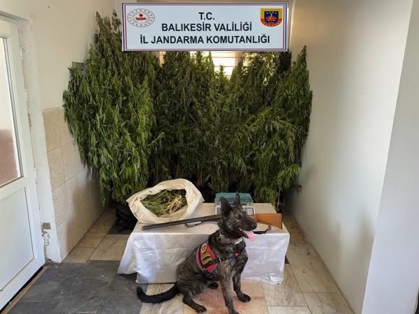 Balıkesir’de Uyuşturucuya Kaçak Jandarma Operasyonu: 15 Kişi Gözaltına Alındı