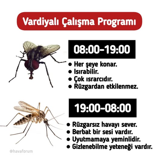 Karasinek ve Sivrisineklerin Faaliyet Saatleri Değişti