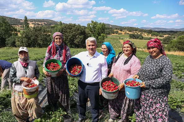 İvrindi’de Çilek Hasadı: Çiftçilerle Birlikte Bereketli Anlar