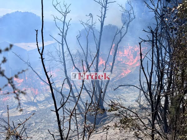 Erdek’te Orman Yangını Kontrol Altına Alındı, Soruşturma Başlatıldı
