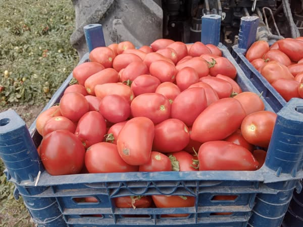 Gönen’de Kuraklığa Rağmen Domates Hasadı Başladı