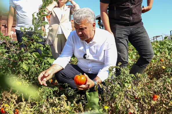 Balıkesir’de Domates Hasadı Başladı: Köseler Köyü Türkiye’nin Sebze İhtiyacına Katkı Sağlıyor