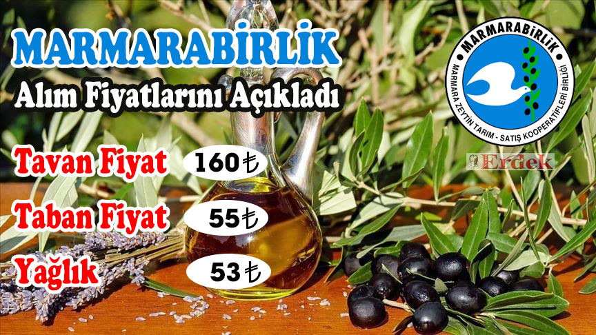 Marmarabirlik 2025-2026 Zeytin Alım Fiyatlarını Açıkladı